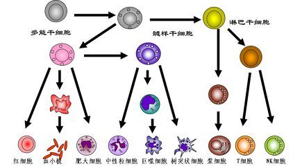 科普了解什么是干细胞干细胞知识汇总来了