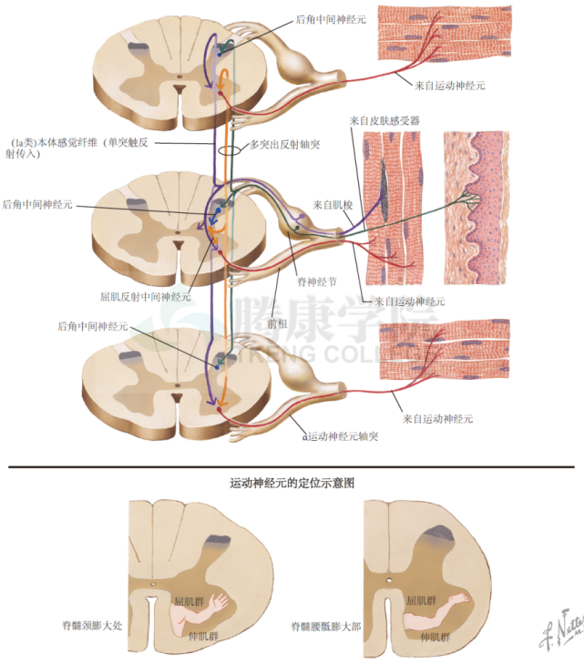神经解剖学|脊髓下运动神经元的定位排列和调控