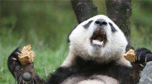 为何肉食动物不敢攻击熊猫?专家:看熊猫在上古时期叫啥就明白了