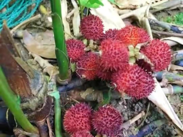 春砂仁四大南药之一国家地理标志产品