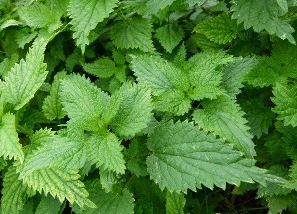 俗称"活麻",遇到都要绕道走,如今却被当野菜吃,价格还