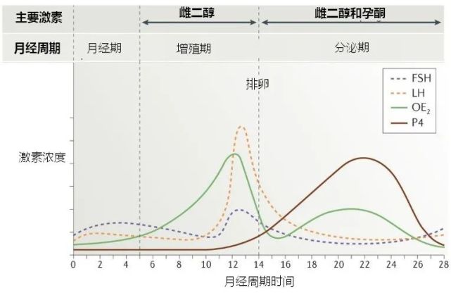 女性激素水平在月经周期的不同阶段发生着动态变化,并调节着女性的