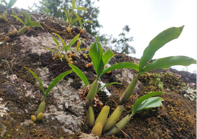 云南现兰科珍稀野生植物 属石仙桃种属