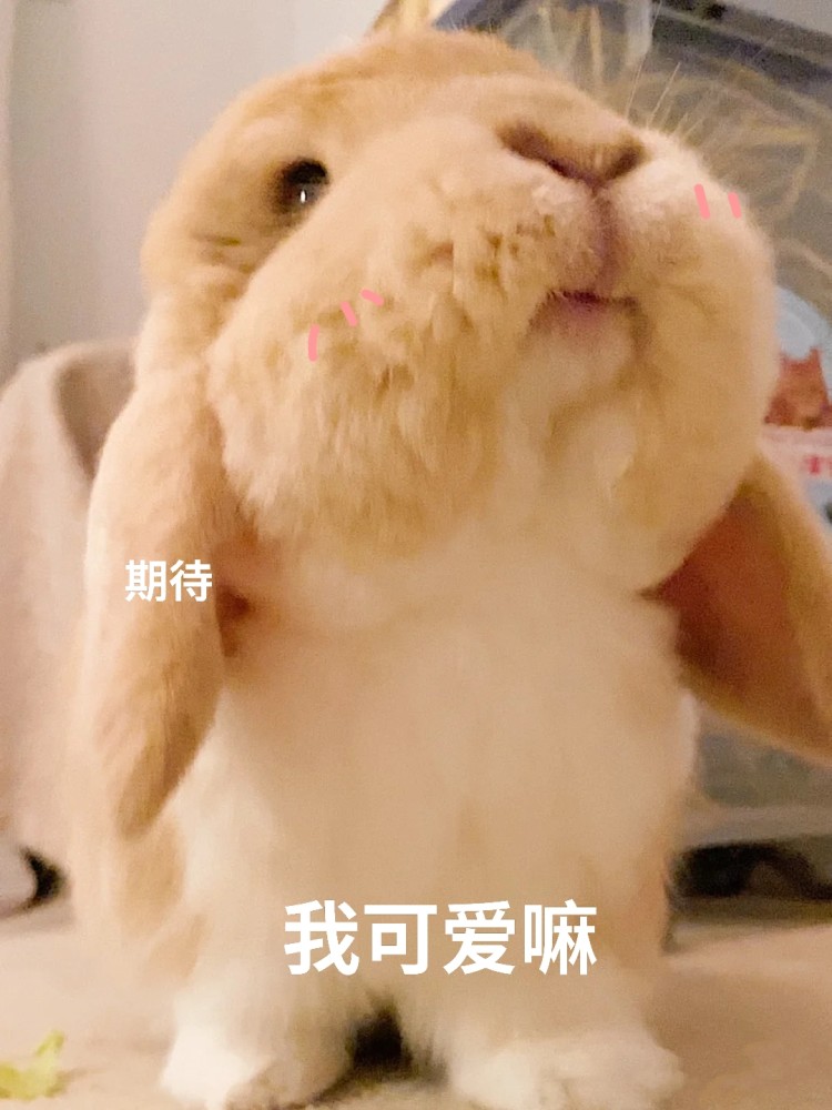 兔兔表情包|我可爱嘛