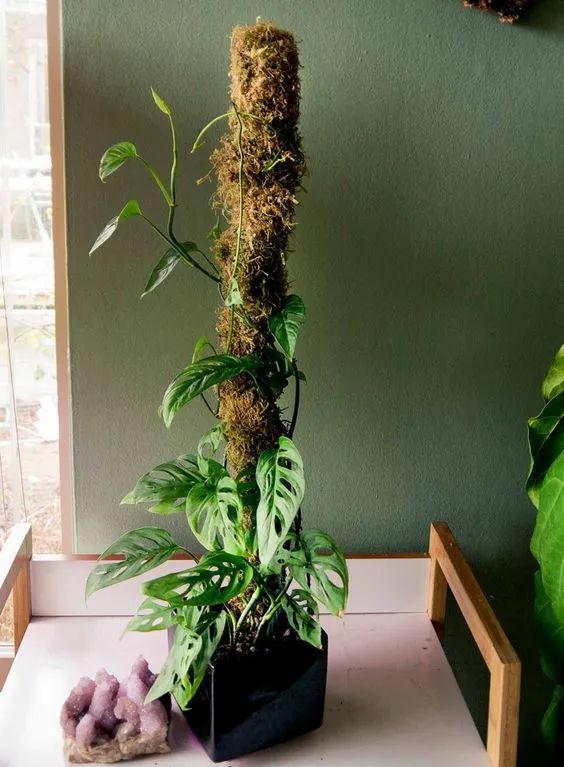 6种可以养在室内的爬藤植物,不开花也美,在花盆里也能攀爬生长