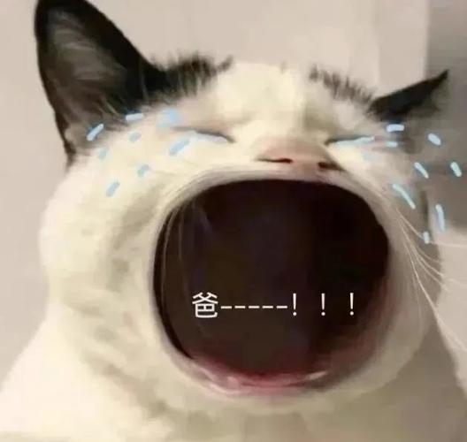 张大嘴等投喂猫咪表情包,妈宝女,爸宝女表情包