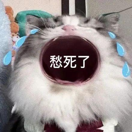 张大嘴等投喂猫咪表情包,妈宝女,爸宝女表情包