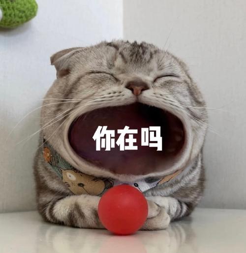 张大嘴等投喂猫咪表情包妈宝女爸宝女表情包