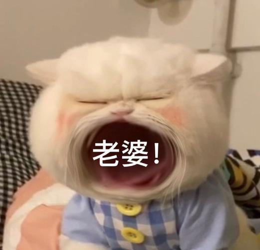 张大嘴等投喂猫咪表情包妈宝女爸宝女表情包