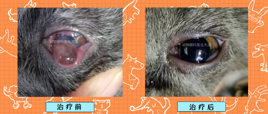猫咪眼睛红肿溃烂有凸出物角膜穿孔的治疗