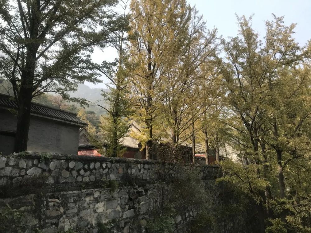 拍摄主寺庙和背后的小寺庙/记者拍摄介绍木牌上写着,金山寺又名金仙庵