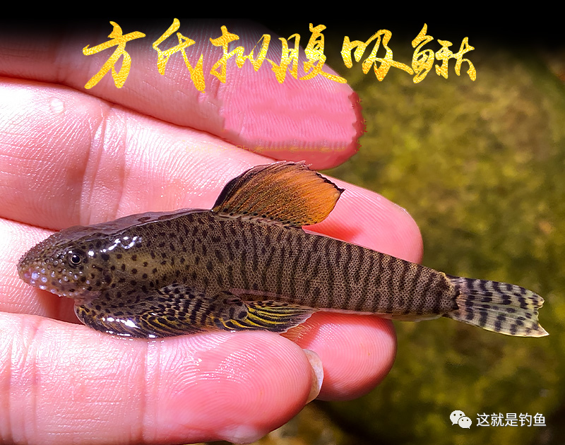 中国原生鱼方氏拟腹吸鳅