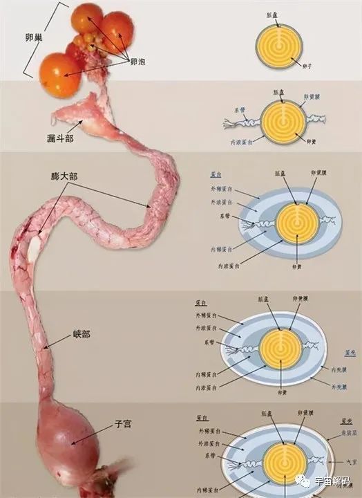 鸡独特的生理结构母鸡没有经过交配仍能下蛋,得益于它独特的生理结构.