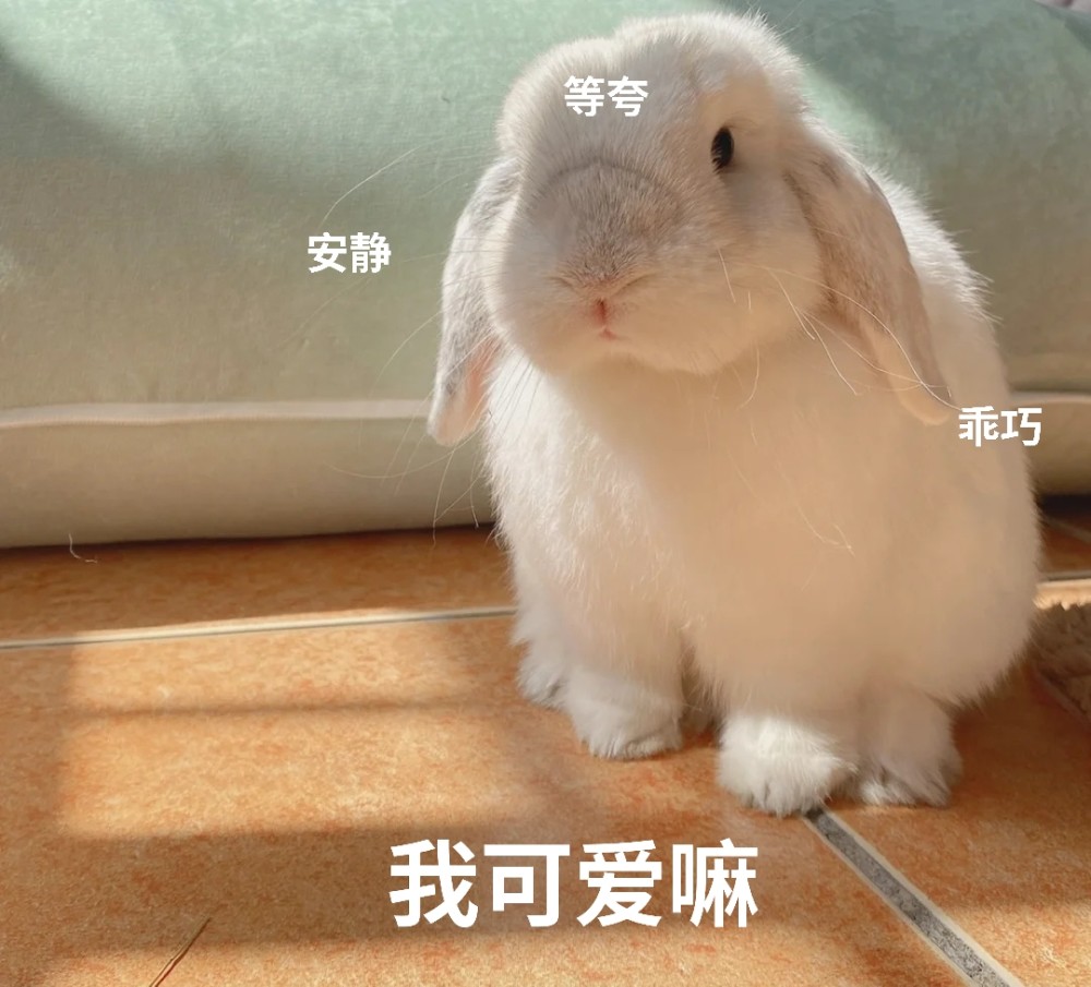 萌兔表情包|等一个有缘人