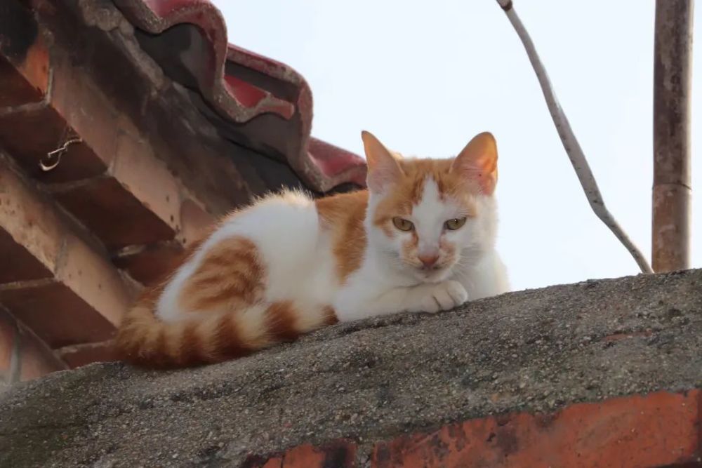 晴好的日子,这只小猫咪趴在墙头上,接受太阳的沐浴.