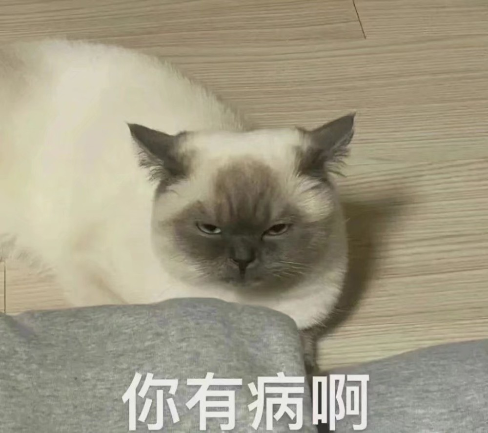 小猫咪表情包丨你有病啊