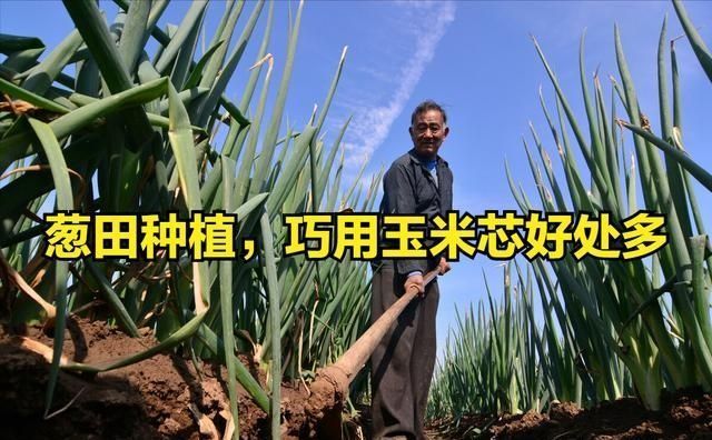 葱田种植,巧用玉米芯好处多,掌握这些技巧,亩产倍增不是问题