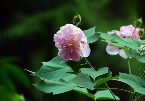 "爱情花"——木芙蓉植物非试管高效快繁