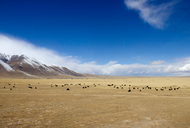 种草为青藏高原生物多样性恢复注入动力|畜牧业|青藏高原|牧草|草原
