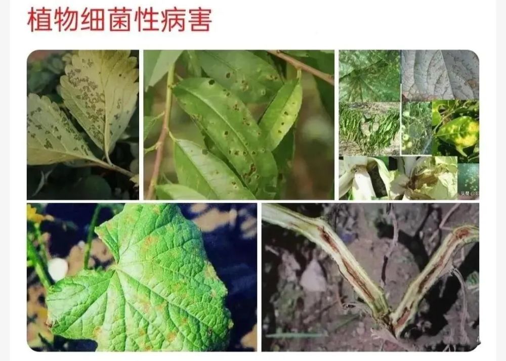 2,病毒性病害识别口诀植物病毒多叶片,卷曲花叶和条斑.