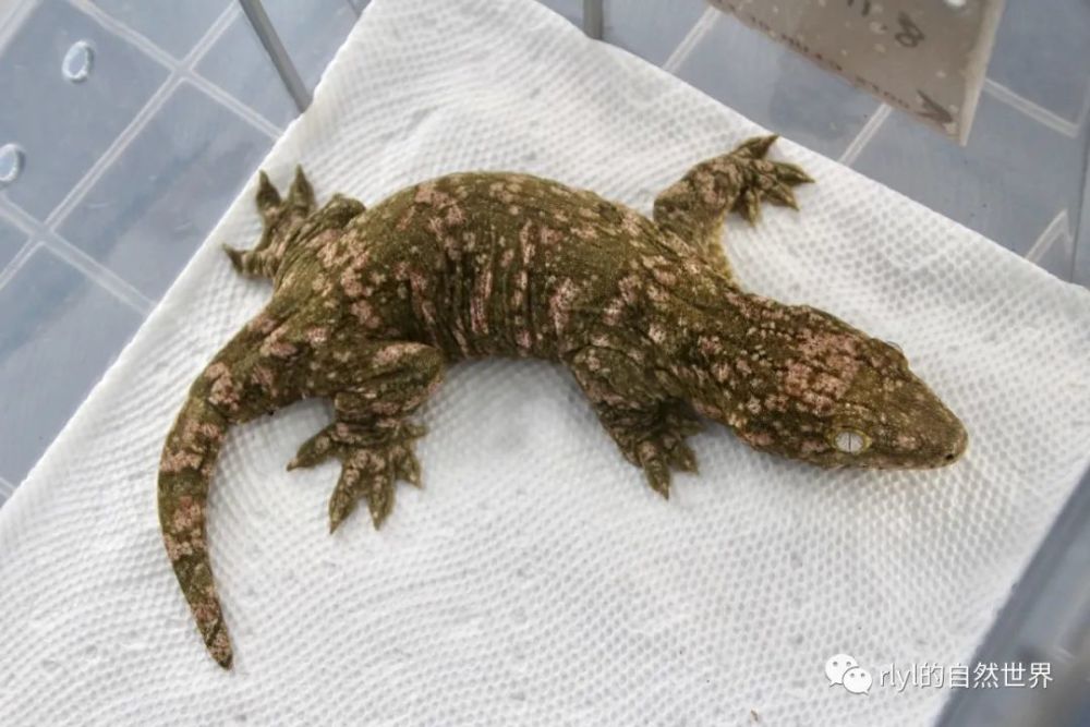 【爬友来稿】巨人守宫的繁育——the reproduction of giant geckos