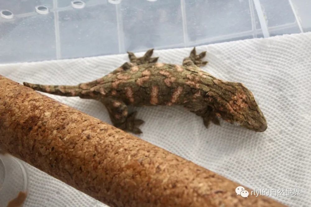 【爬友来稿】巨人守宫的繁育——the reproduction of giant geckos