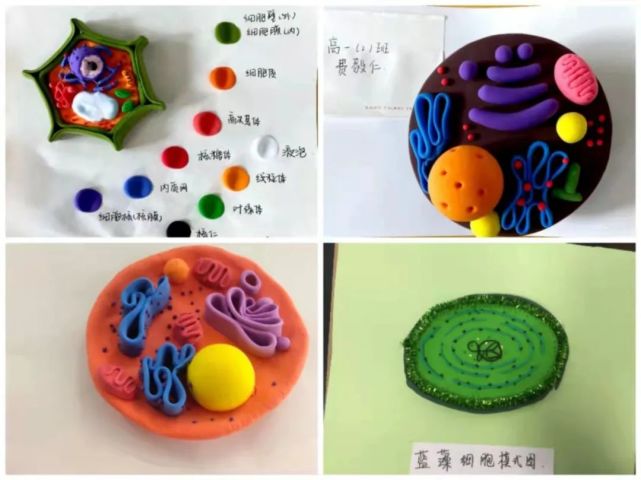 3s自主探究高一年级生物学科开展制作细胞三维结构模型活动