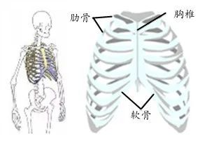 肋骨外翻不止影响美观还有害健康如何矫正肋骨外翻