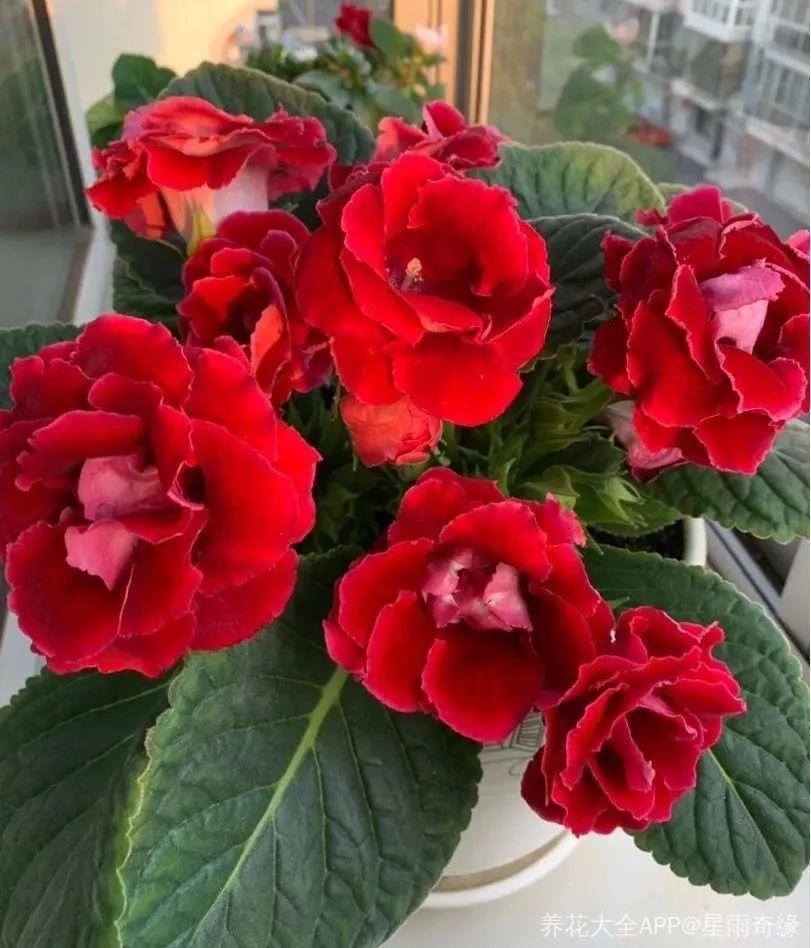 "人间富贵花"大岩桐,大半年都在开花,摘片叶子撒土里就生根!