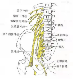 在神经刺激仪辅助下对患者实施后路腰丛 骶丛 t12椎旁神经阻滞联合