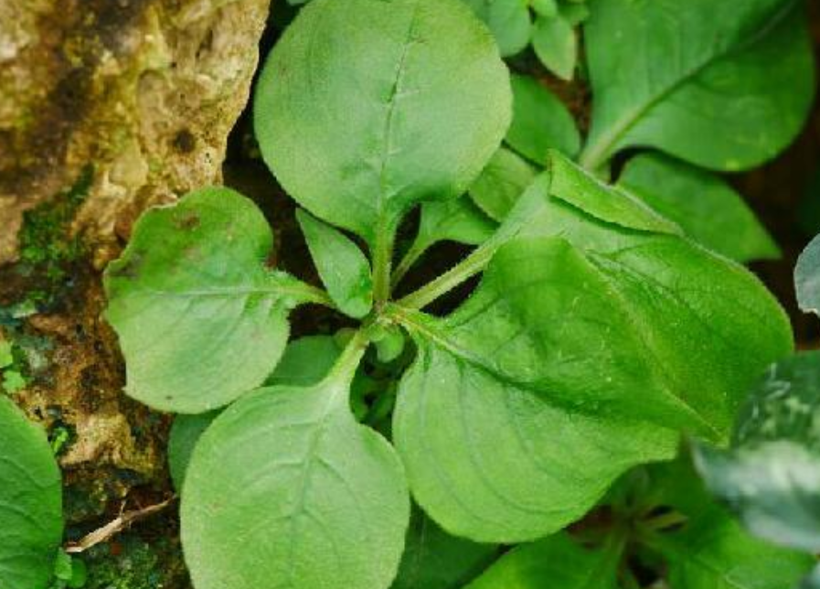 国家Ⅰ级濒危物种|广西特有的苦苣苔科植物——瑶山苣苔