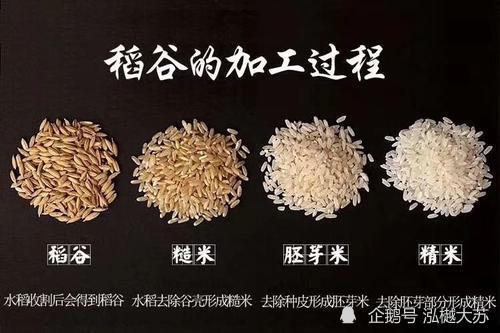 稻谷加工是将稻谷除去杂质,脱去稻壳,提取糙米,免去糙米糠层,也就是
