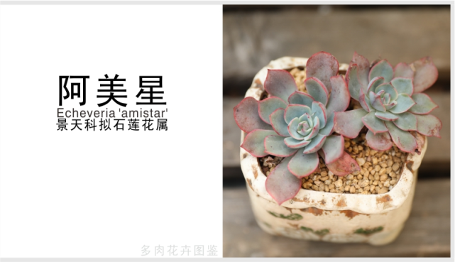 "阿美星"景天科拟石莲花属多肉植物,中小型品种,易养护,易分支群生