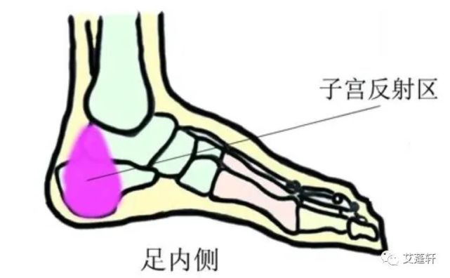 第一个就是脚后跟,这个位置在脚底的反射区中对应的是泌尿生殖系统