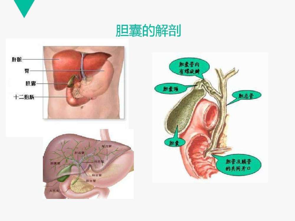 有胆囊疾病,一定要切除胆囊?胆结石,息肉会癌变吗?医生告诉你