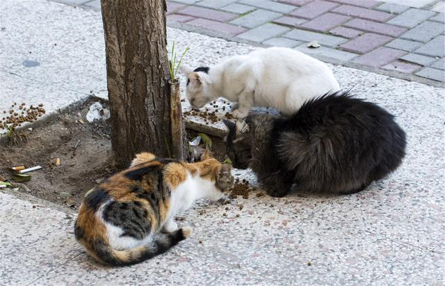 流浪猫该不该收养建议非爱猫人士千万别考虑