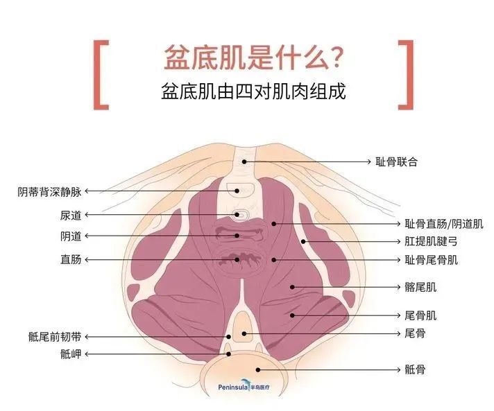 孕产教练宝典盆底肌松弛如何处理