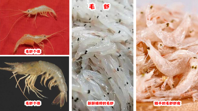 25种常见虾,河虾海虾哪种最好吃?你吃过哪几种?