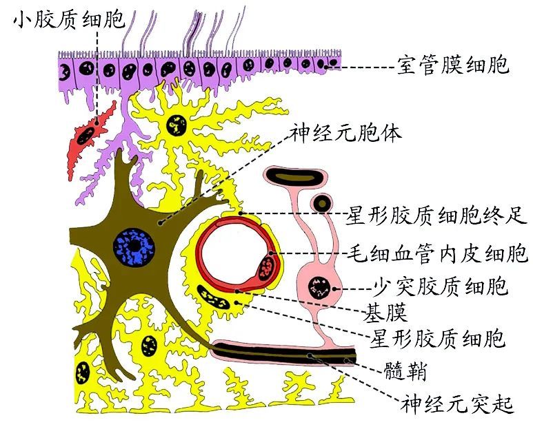 室管膜细胞:被覆于脑室和脊髓中央管腔面,呈单层立方或柱状,形成室管