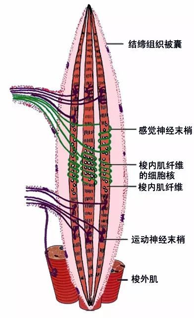 (1)躯体运动神经末梢(又称运动终板,分布于骨骼肌.