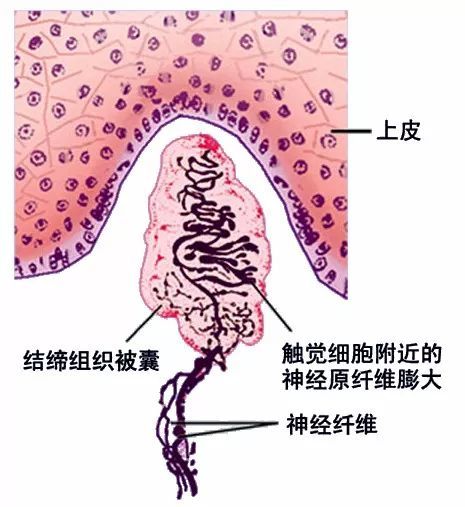 多条神经纤维集合成神经束,被 神经束膜包裹.