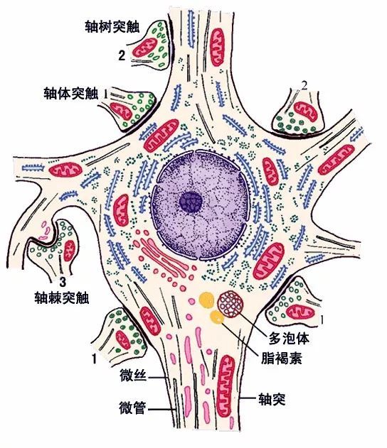 基本组织—神经组织知识分享