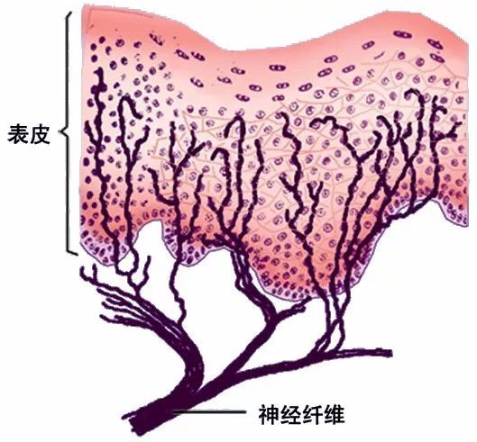 多条神经纤维集合成神经束,被 神经束膜包裹.