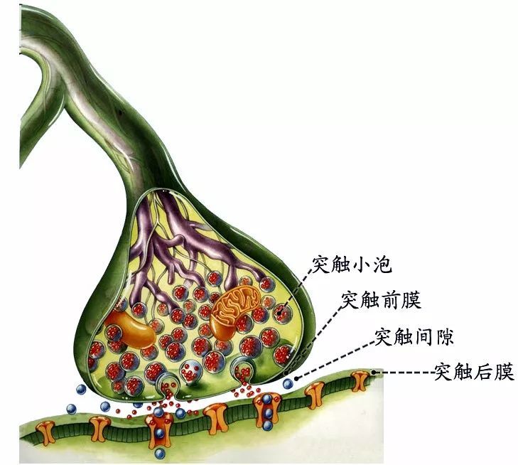 化学性突触由突触前部(突触前膜),突触间隙和突触后部