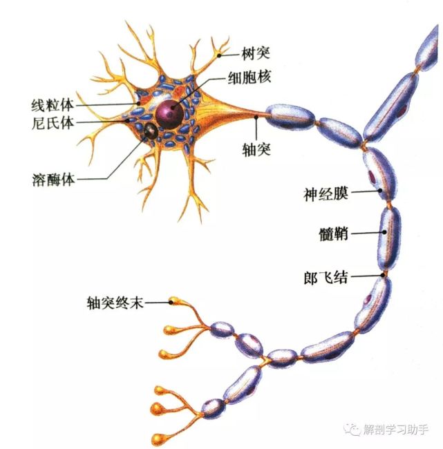 无髓神经纤维:无髓神经纤维由较细的轴突和包在它外面的神经膜细胞