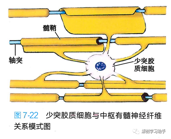 室管膜细胞:被覆于脑室和脊髓中央管腔面,呈单层立方或柱状,形成室管