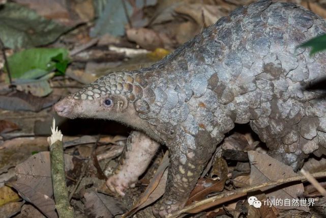 【rlyl物种说】今日-马来穿山甲(sunda pangolin)