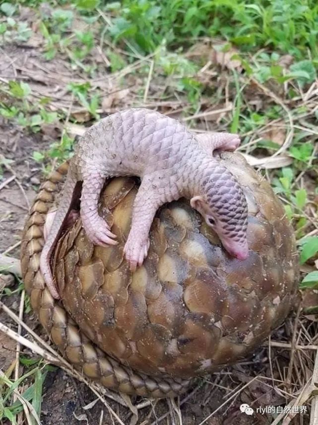 【rlyl物种说】今日-马来穿山甲(sunda pangolin)