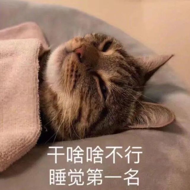 睡觉专用表情包|遇到困难睡大觉