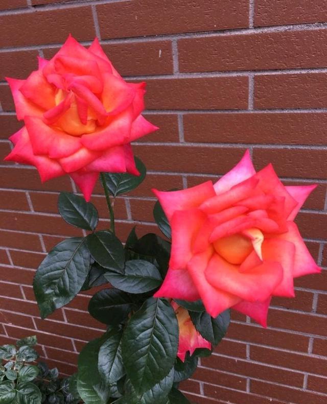 花两年时间装修好小别墅,占地600平花了200多万,院子